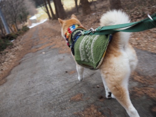 Chibita dashes to somewhere. What’s his mission? Ahhh, eating snow ❄️!! He enjoys cold winter!