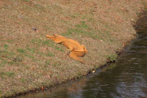 THIS IS NOT A DRILL.A very orange alligator —or “Trumpagator” as some residents are calling him  —ha