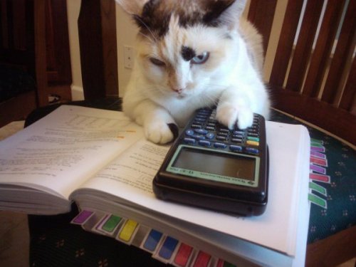 littlemissmutant:cat doing math for Weeds