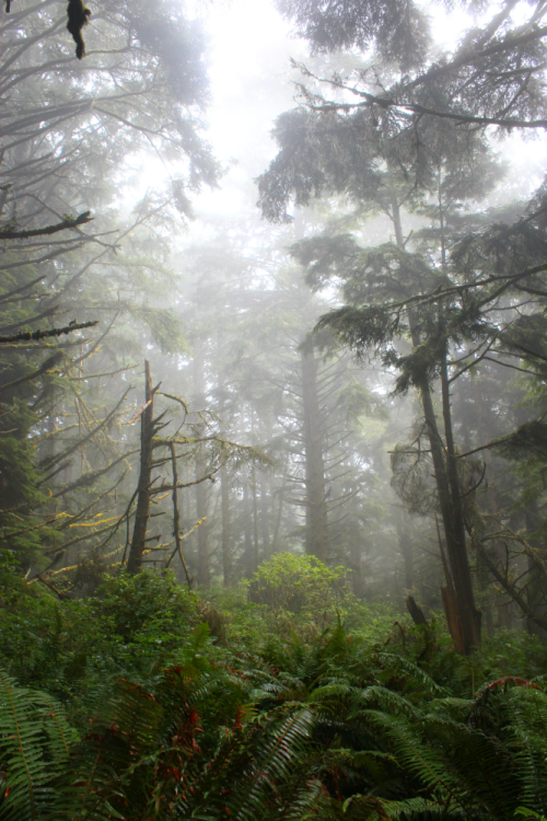 bright-witch:Persephone’s Sanctuary◈ Pacific Northwest photography by Michelle N.W. ◈ ◈ Print 