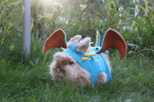 scotchtrooper:      reberrycosplayandcostuming:  “I am fire, I am death, I am fluff.”Spent today dressing up my pet rabbits Sunshine and Hazel as Stormfly and Toothless from “How To Train Your Dragon”. Cutness overload achieved. Enjoy