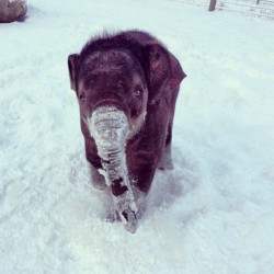 awwww-cute:  Baby elephant in the snow 