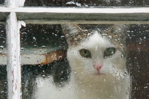 Et la pluie sur le carreau… (by marineavoile)