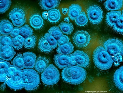 bbsrc:Antibiotic hunters Bacteria known as Streptomyces (see images above) are the source of the m