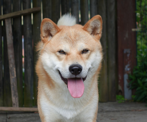 Smiling boy, June 2014 