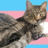 the-thinkingcat:tytythehistoryguy:beardedmrbean:Meet our newest members of the VIP