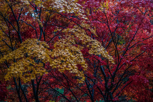 Autumn ImpressionismGeumsan, November 2015