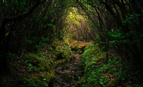 Jakob Ruffner, Tunnels, Great Smoky Mountains National Park, Tennessee, 2019