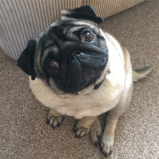 ilovepugs4ever:Follow Dog Quotes.