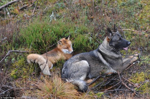 archiemcphee: Today the Department of Unexpected Interspecies Friendship shows us a real life example of The Fox and the Hound currently taking place in a forest in Norway. Sniffer the wild fox and Tinni the domestic dog first met by chance while Tinni