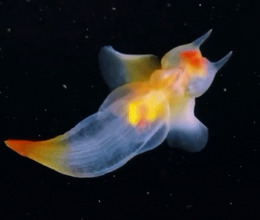 seatrench:Naked Sea Angels (Clione limacina) are small, free swimming snails. The shell has been los