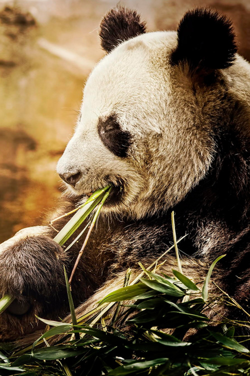 plasmatics:  Panda by David Guéret (Website) 