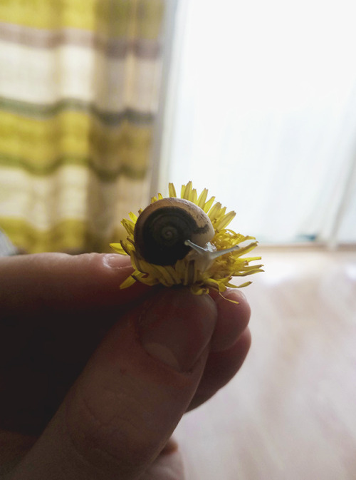 dandelions are so comfy……. and delicious!!