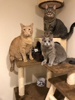 whiskeyzoo:Why do my cats look like statues