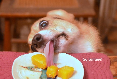 corgiaddict:  iothecorgi:  Butternut squash!  GO IO!