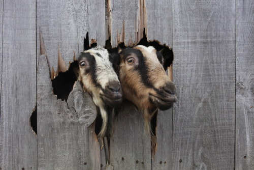 nighswander: Goats looking out a hole in a barn in Gilmanton, New Hampshire