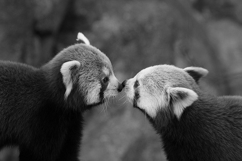 suicideandboys:  b&w blog  // ifb similar and i’m here to talk always xx 