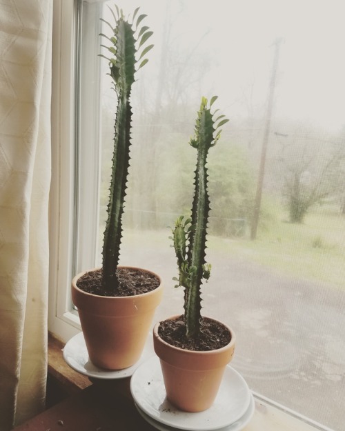 Picked up these two handsome Euphorbia trigonia the other day