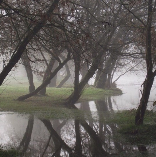 water-aesthetics: where my swamp girls at?