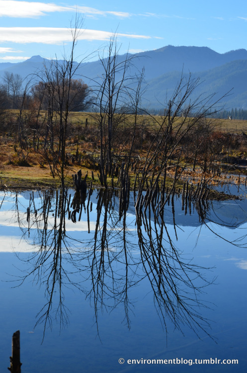 Reflections in a still pond Caught this beautiful scene in a small town in Northern California close