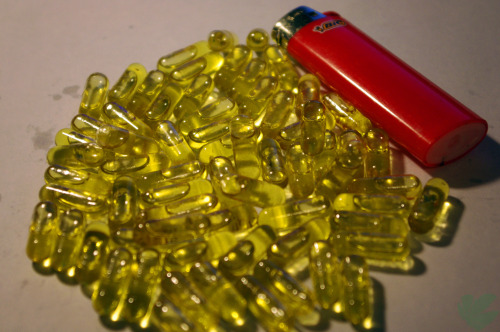supergeeked:  vvhatmighthavebeenlost:  biitchesaintshiibuthoesntriicks:  weedporndaily:  Made 80 cannabis oil pills yesterday. Take 3 and you’re flying high for the day.  Omg there is a god  how did i not know about this sooner   Need See I would take