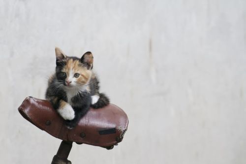 cybergata:kitten cyclist by Marco Varrone on 500px