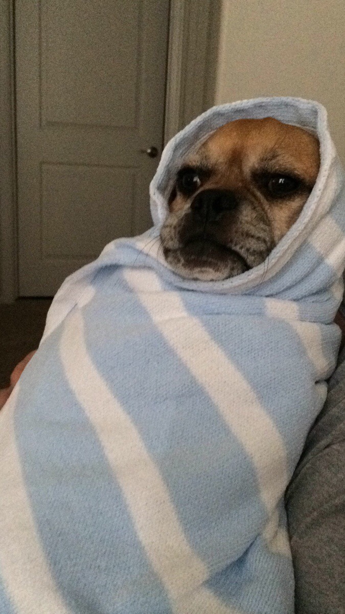 awwww-cute:  My Baby comes in a week and I’m using my Dog Indiana to practice swaddling!
