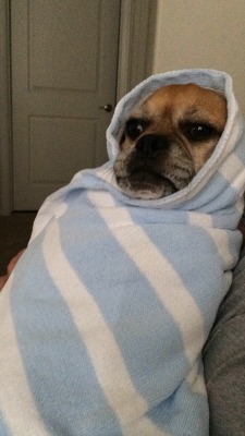 awwww-cute:  My Baby comes in a week and I’m using my Dog Indiana to practice swaddling! (Source: http://ift.tt/1IpV6VY)