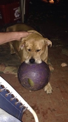 My Sadie and her fav ball. Lol at her lips.