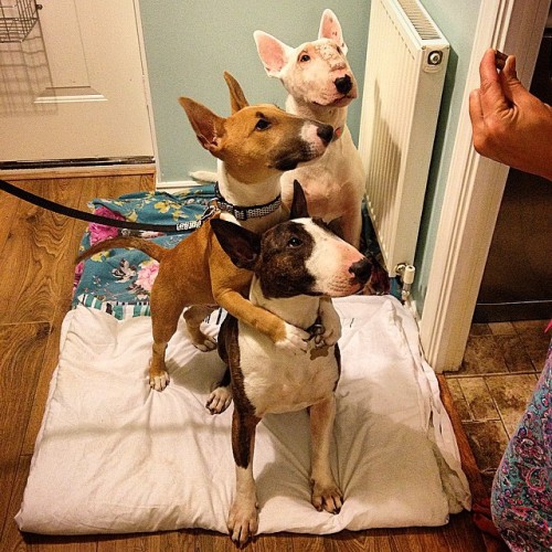 Treat time bully style. #bernard #edmund #albert #ebt #englishbullterrier #bully #bullylove #bullter