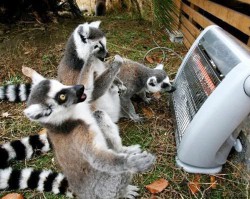 awwww-cute:  Praise be to the heater gods!