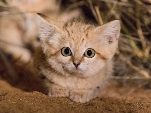 bigcatkingdom: bigcatkingdom: Sand Cat Kittens Spotted in the Wild for First Time  Gregory Bret