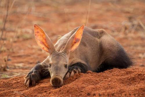 consolation: edge-of-existence-edge:  The term “aardvark” comes from the Afrikaans meaning “earth pi