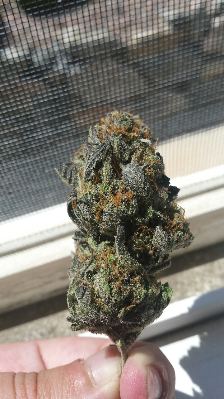 therealsmokeyyyy:  Quantum Kush 