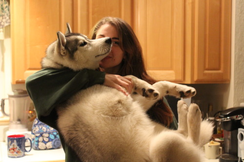 siberpaws:Probably too big to be held but oh well.