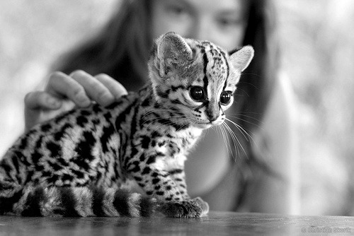 ahahhaaaaaaaaaaaa i want one !