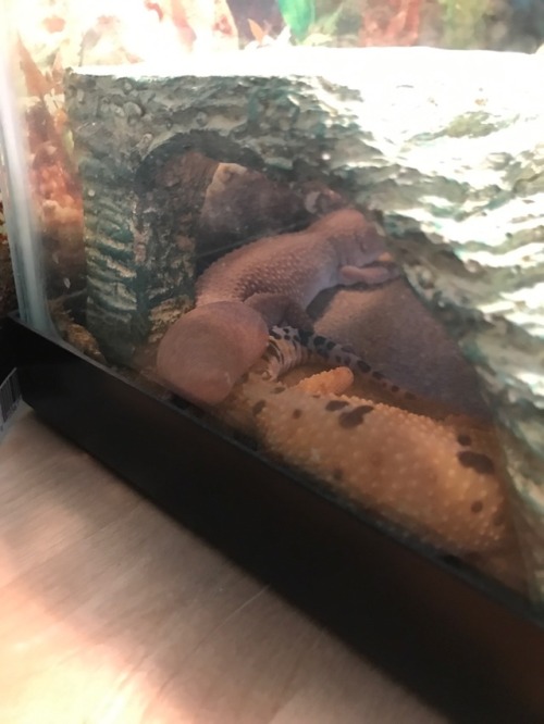 Terrible quality but my two gecks love each other! Their both napping with their tails stacked :&