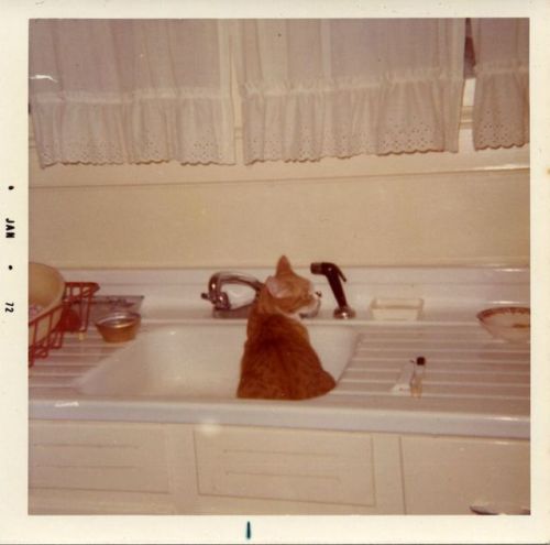 flamejob: vintageeveryday:Found snaps capture lovely moments of “a cat at home” in the e