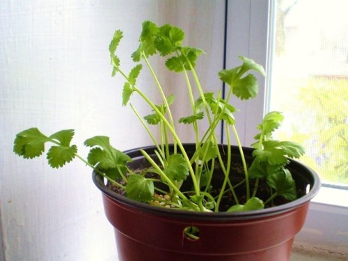hollowfacade:robosnotart:amroyounes:8 vegetables that you can regrow again and again.ScallionsYou ca