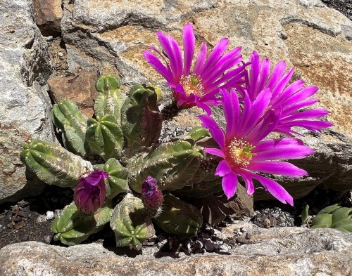 ruthbancroftgarden: Echinocereus viereckii ssp. morricaliiEchinocereus is a genus in the Cactus Fami