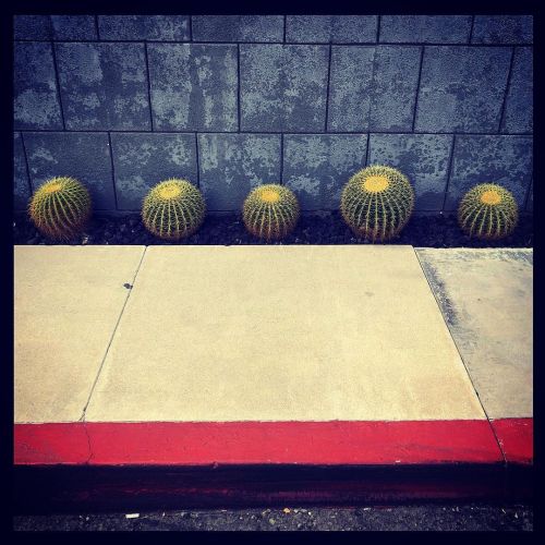 #urbanphotography #urbanlandscape #streetphotography #somewheremagazine #cactus #cacti #sidewalk htt