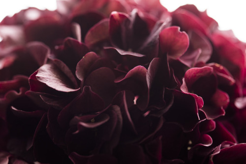 lovecuddle: Flowers / Red Aesthetic 
