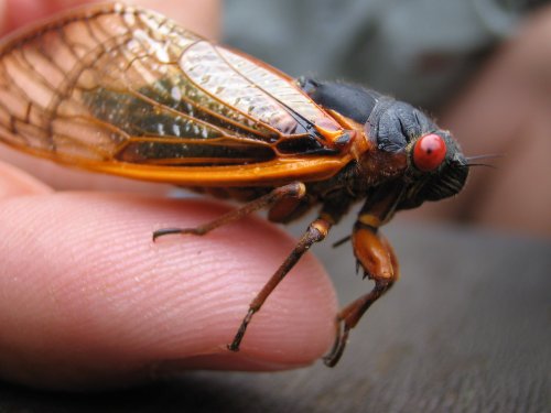 phantastus:  knuxtiger4:  ATTENTION FELLOW US NORTHEAST FOLLOWERS! The Brood II Cicadas will be emerging very soon.  If you don’t know about these guys, these guys are the 17 year cicadas which grow in the ground until 17 years passes and they emerge