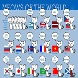 Meows Of The World