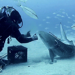 Porn Pics gentlesharks:GoPro: Petting A Tiger Shark