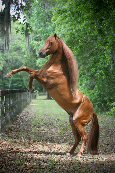 transperceneige:  Verdugo, paso fini stallion, by Cheri Prill.