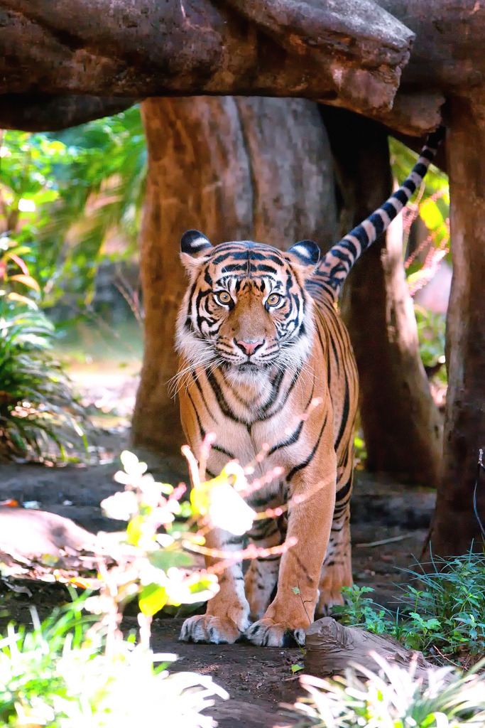 evrthling:  Sumatra-Tiger 