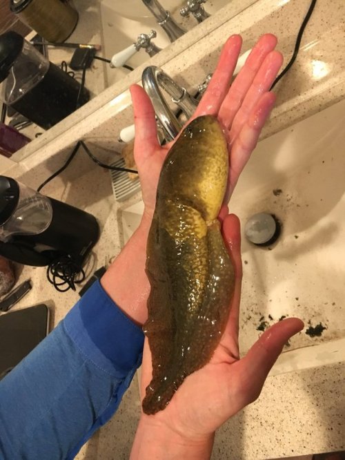 thejusticethatissocial: thejusticethatissocial:  ABSOLUTE UNIT also, check out the twitter thread for more info on said unit   IMPORTANT UPDATE:  Just a PhD student and her weirdly large pet tadpole :) 