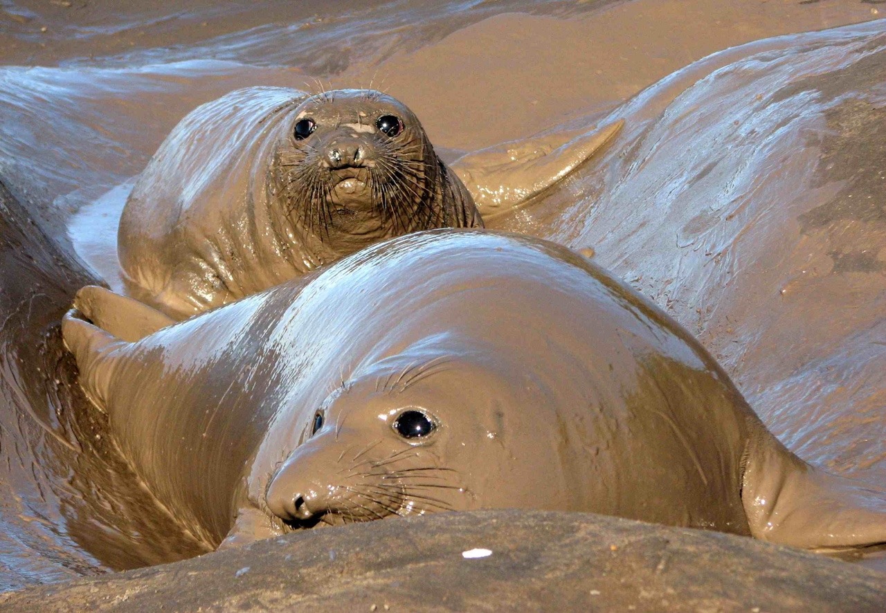 jumpingjacktrash:  rainbowbarnacle:  wayneradiotv:  the mud men arrive. hello mud