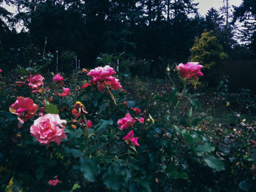 leaberphotos: Bury me with roses Portland, Oregon instagram